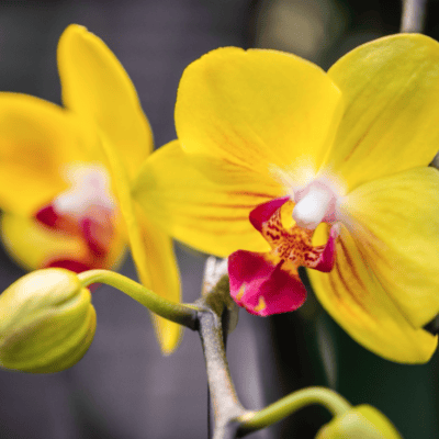 Screenshot 2025-02-05 at 10.53.59 AM